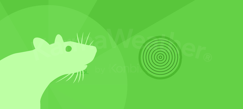 Rat