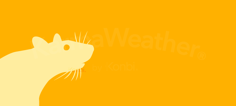 Rat